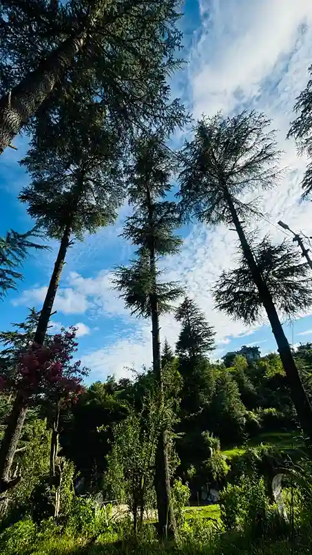 674b4e0a2d6f0 Tree With Sky